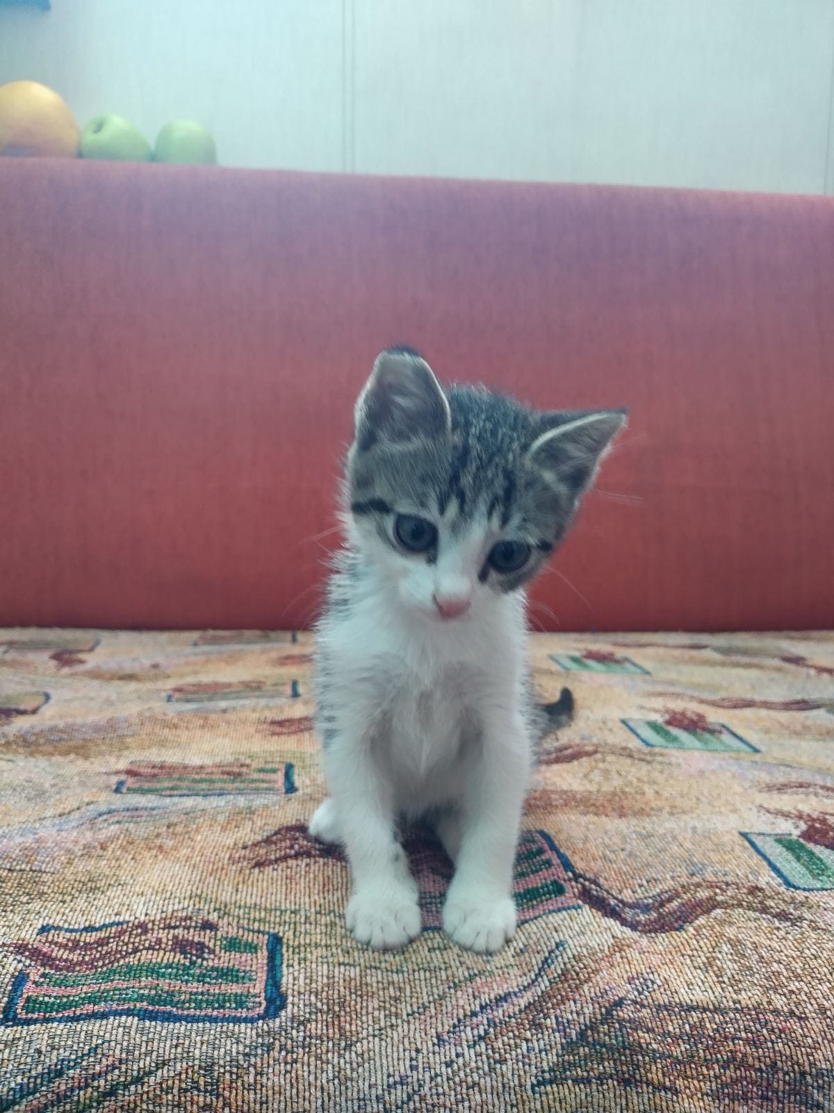 Украинские моряки спасли котенка, погребенного под сотнями тонн металла в трюме судна (фото)